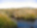south american bulrush