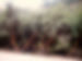 typical tree andes